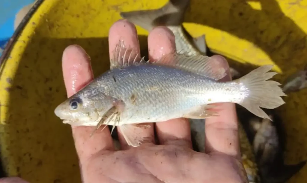 Cientistas identificam taxa recorde de deformações em peixes do ES